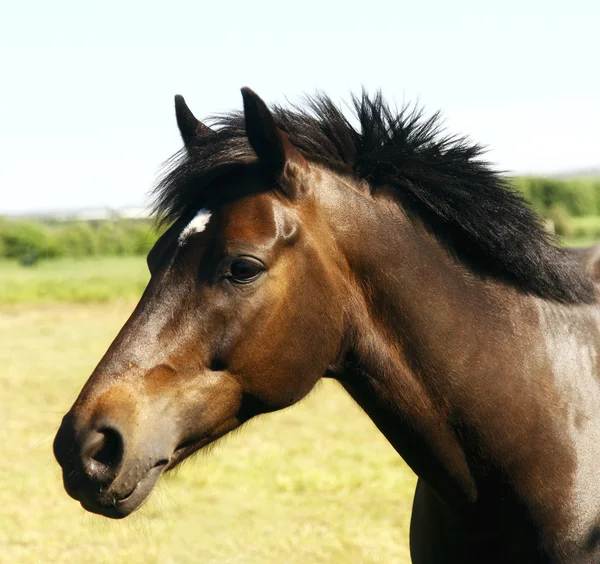 Portrait de cheval — Photo