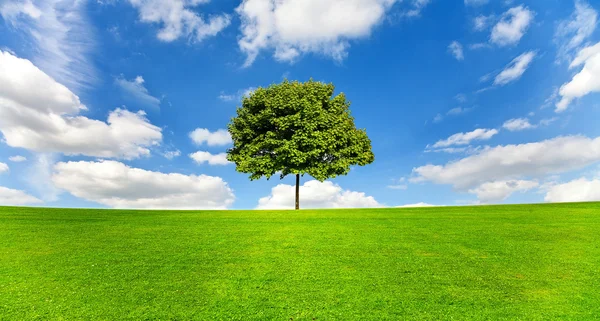 Drzewo klon na łące przeciw błękitne niebo — Zdjęcie stockowe