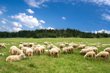 A lot sheep on the beautiful green meadow clipart