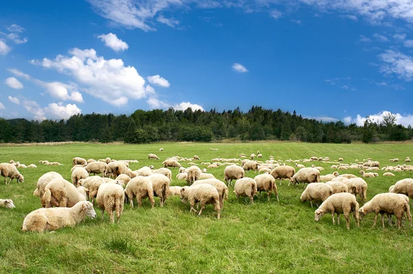 Πολλά πρόβατα στο όμορφο πράσινο λιβάδι — Φωτογραφία Αρχείου