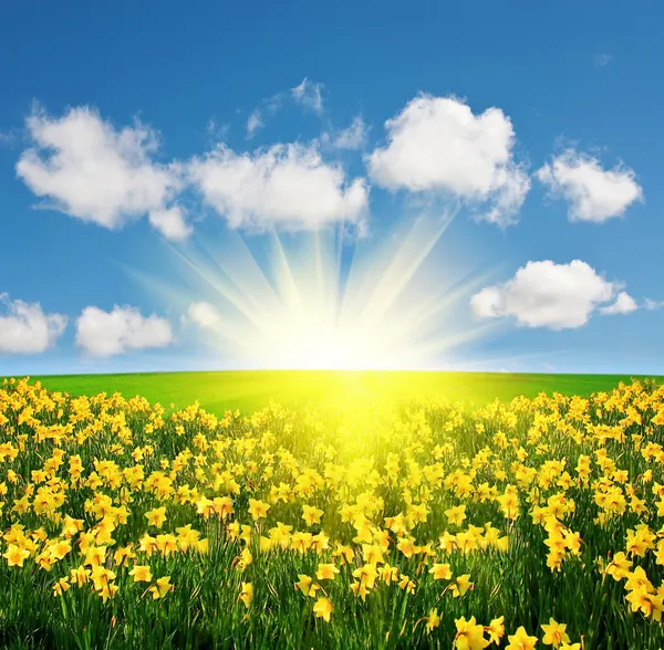 Spring field and sun — Stock Photo, Image