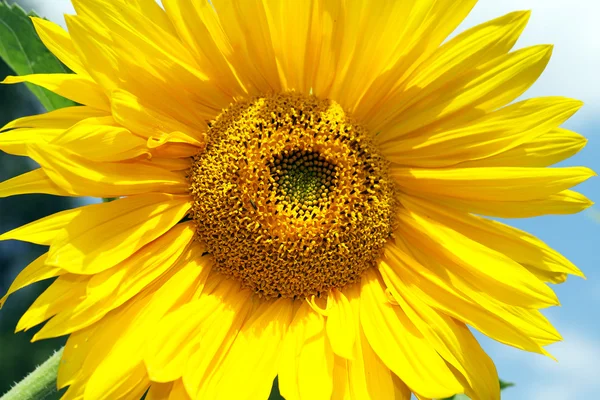 Helle Sonnenblume — Stockfoto