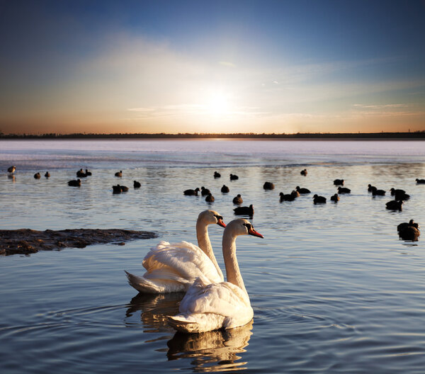Pair of swans on lake at sunset