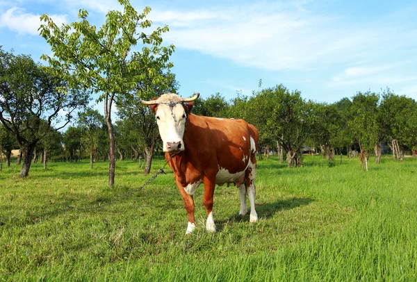 Vaca e pomar verde — Fotografia de Stock