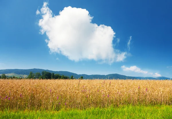 Letni krajobraz z polem pszenicy — Zdjęcie stockowe