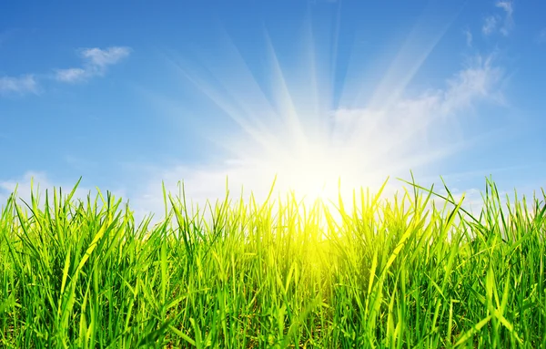 Gras, Himmel und Sonne — Stockfoto
