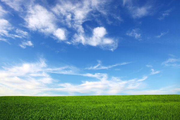 поле на фоне голубого неба