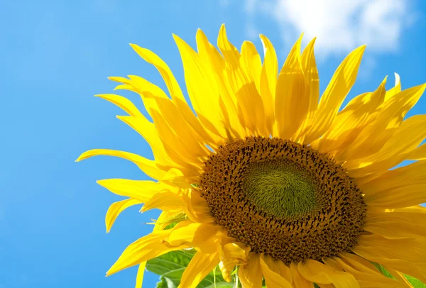 Fantastické slunečnice — Stock fotografie