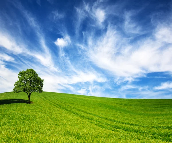 Zielone drzewo w polu na błękitnym niebie — Zdjęcie stockowe