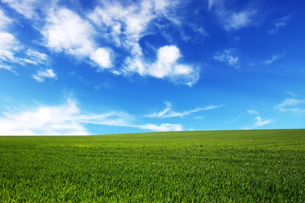 Campo su uno sfondo del cielo blu — Foto Stock