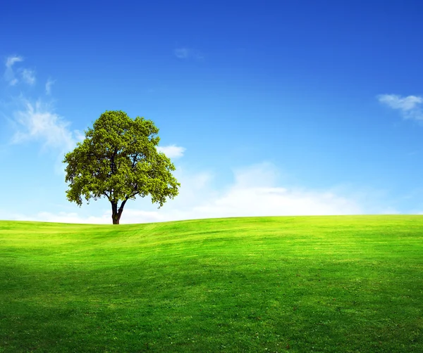 Campo, árvore e céu azul — Fotografia de Stock