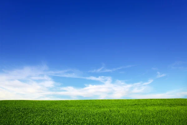 Mavi gökyüzünün arka planında bir alan — Stok fotoğraf