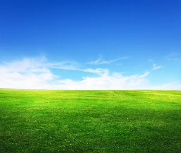 Летнее поле на фоне голубого неба — стоковое фото