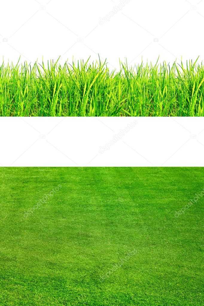 2backgrounds of fresh spring green grass