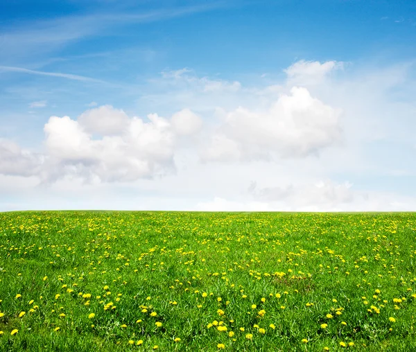 Paardebloem veld en de blauwe hemel. — Stockfoto