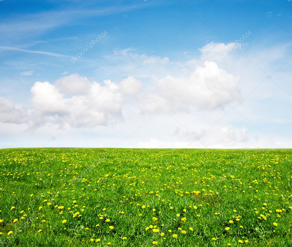 Dandelion field and blue sky.