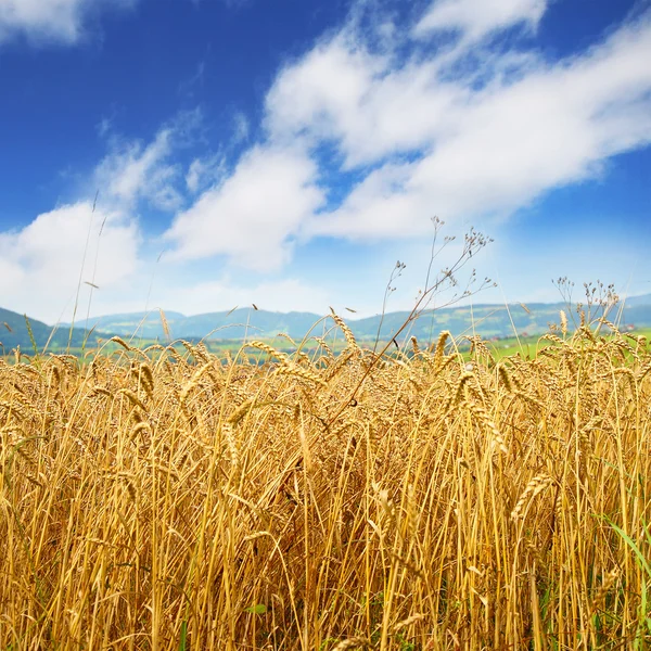 Золоте пшеничне поле і блакитне небо — стокове фото