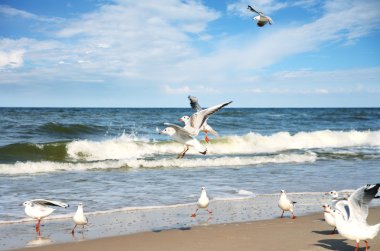 Seagulls over the sea clipart