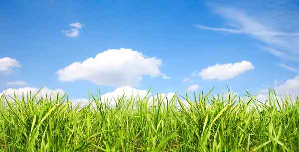Hierba verde contra el cielo nublado —  Fotos de Stock