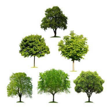 Collection of isolated trees