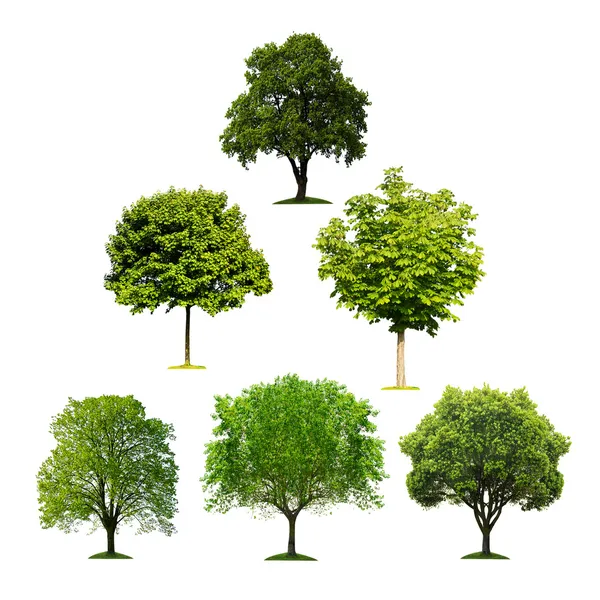 Collection of isolated trees — Stock Photo, Image