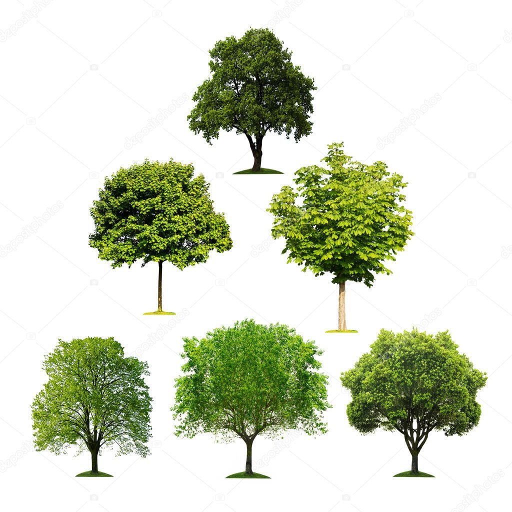 Collection of isolated trees
