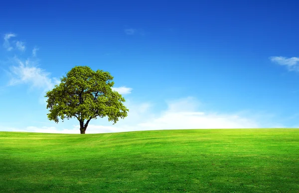 Fält, träd och blå himmel — Stockfoto
