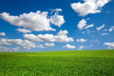 Field on a background of the blue sky clipart