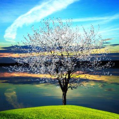 Blossoming tree at sunset clipart