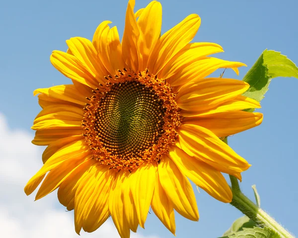 Sunflower on blue sky — Stock Photo, Image