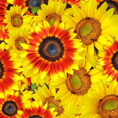 Sunflower background clipart