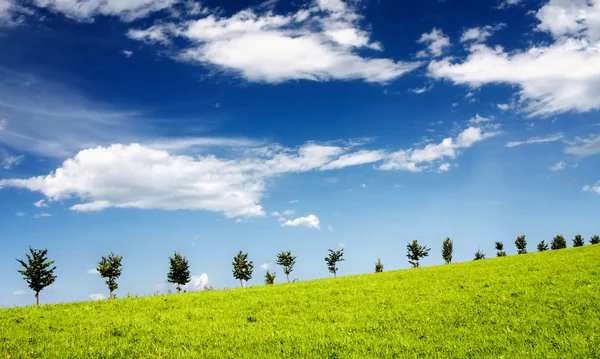Trees on the green hill — Stock Photo, Image