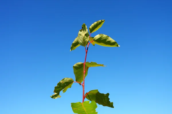 Podzimní větvička na modré obloze — Stock fotografie