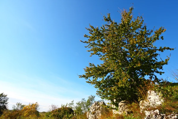 Φθινόπωρο δέντρο, πάνω σε ασβεστολιθικά πετρώματα — Φωτογραφία Αρχείου