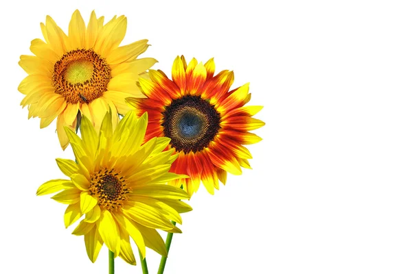 Isolierte Sonnenblumen — Stockfoto
