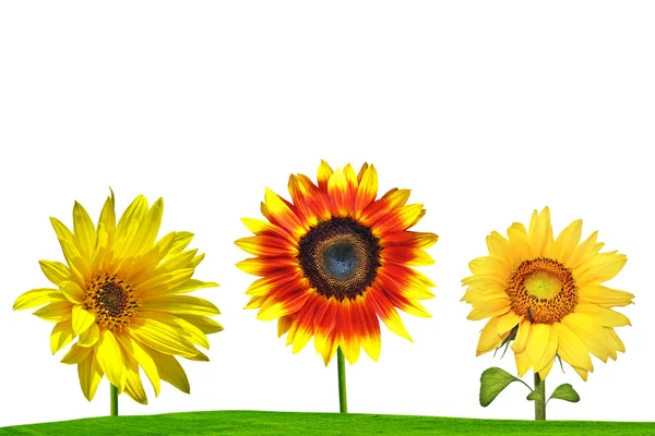 Sunflower on green field — Stock Photo, Image