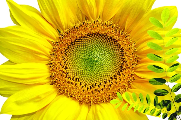 Sunflower isolated in white background — Stock Photo, Image
