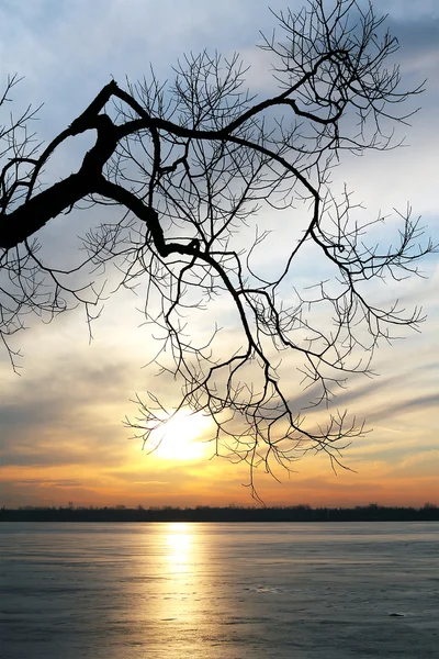 Vecchio albero su un lago ghiacciato al tramonto — Foto Stock