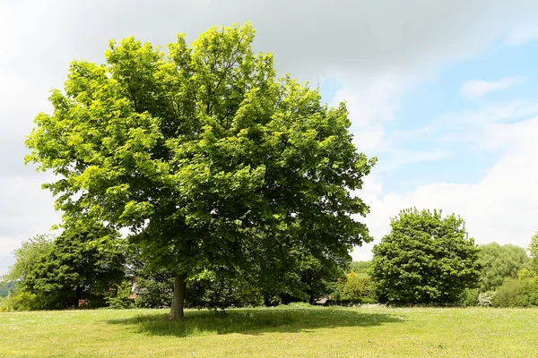 Parktaki yeşil ağaç — Stok fotoğraf
