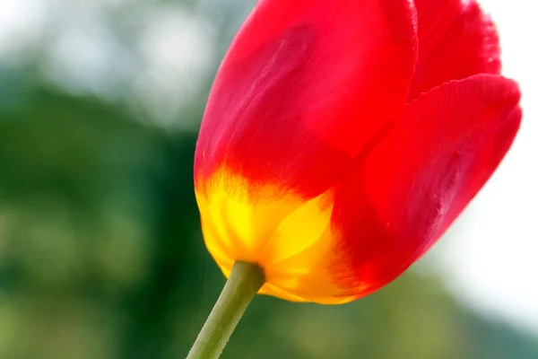 Kırmızı lale çiçek — Stok fotoğraf