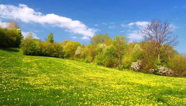 봄 풍경 — 스톡 사진