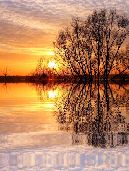 Árvore ao pôr do sol — Fotografia de Stock