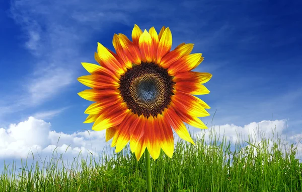 Schöne Sonnenblume auf der grünen Wiese — Stockfoto