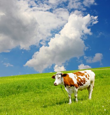 Cow and the ecological environment clipart