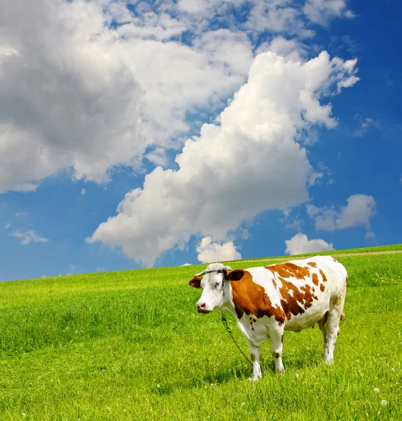 Αγελάδα και ο οικολογικός περιβάλλον — Φωτογραφία Αρχείου