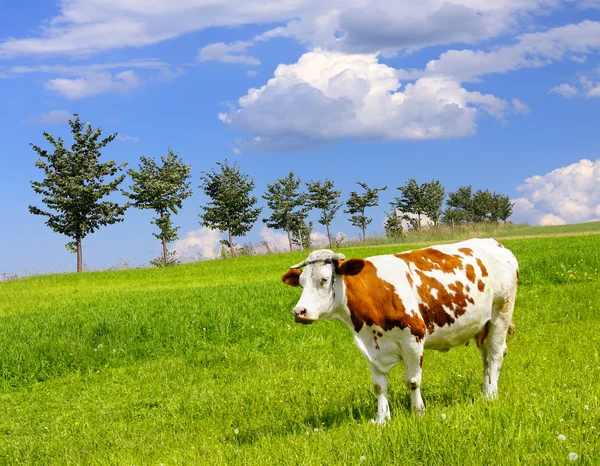 Αγελάδα και οικολογία τοπίου — Φωτογραφία Αρχείου