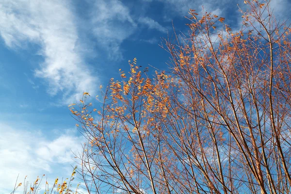 Renkli sonbahar ağaçlar — Stok fotoğraf