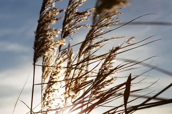 Dzika trawa na zachód słońca — Zdjęcie stockowe