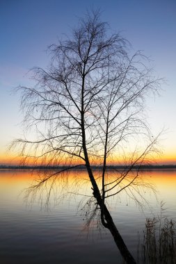 Silhouette tree at sunset clipart