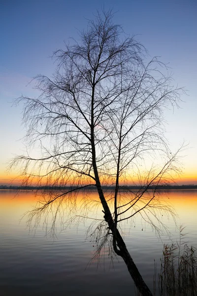 Силуетне дерево на заході сонця — стокове фото